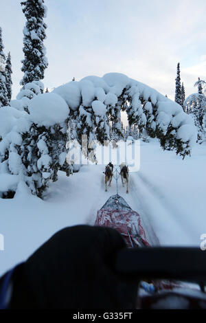 ?k skero, Finland, dogsled ride through the untouched nature Stock Photo