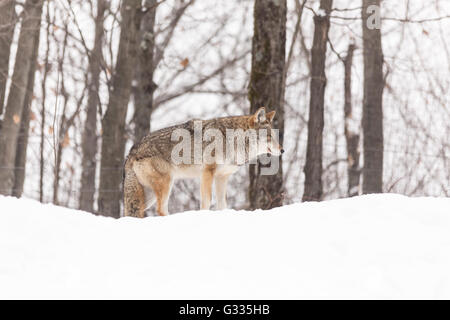 A lone coyote in a winter scene Stock Photo