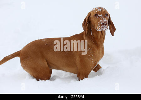 Krippenbrunn, Austria, Magyar Vizsla stands in deep snow Stock Photo