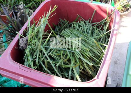 Grass clippings in rubbish bin Stock Photo