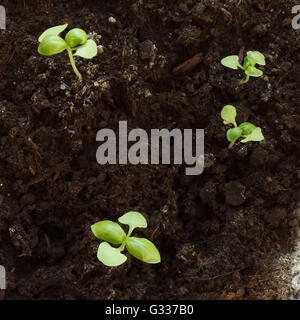 Small sweet basil seedlings growing from seed in a greenhouse in spring. Close up, top view. Stock Photo
