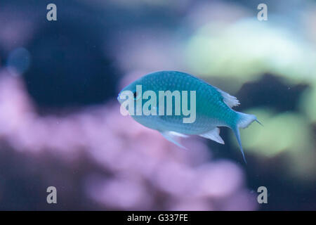 Bluegreen chomis fish, Chromis viridis, has a pale green color and is found on the reef Stock Photo