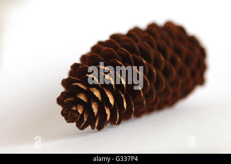 Fir tree cones on a white background Stock Photo