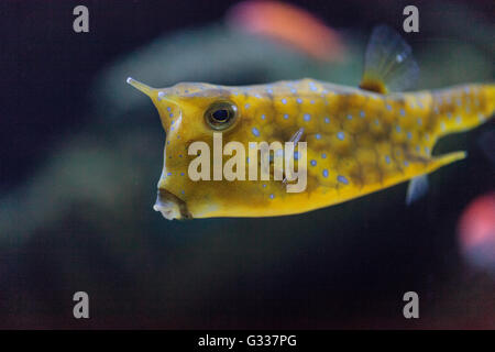 Longhorn cowfish, Lactoria cornuta, is from the boxfish family and can be found in the Indo-Pacific. Stock Photo