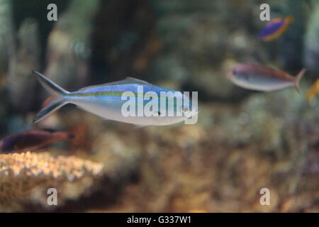 Bluegreen chomis fish, Chromis viridis, has a pale green color and is found on the reef Stock Photo