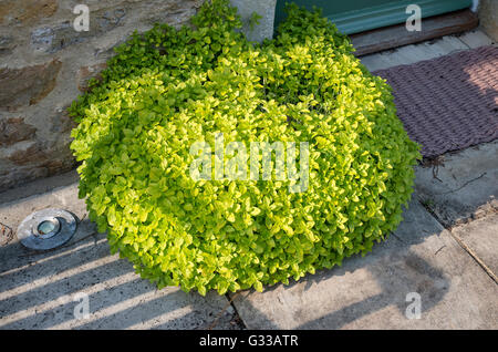 Origanum vulgare Aureum growing outside an entrance door Stock Photo