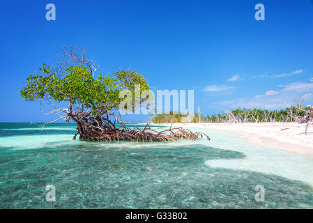 Mangrove tree on the beach of Cayo Levisa island Cuba Stock Photo