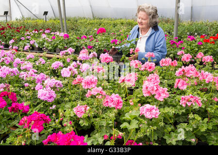 bedding geranium plants for sale at a private nursery garden in UK Stock Photo