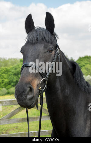 Dark bay horse with ears pricked forward, wearing a bridle. Stock Photo