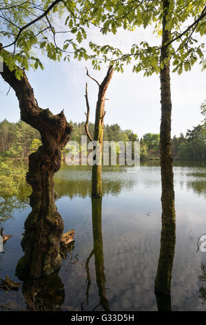 Dying tree in Dead Lake, Delamere Forest, Cheshire, England, UK Stock Photo