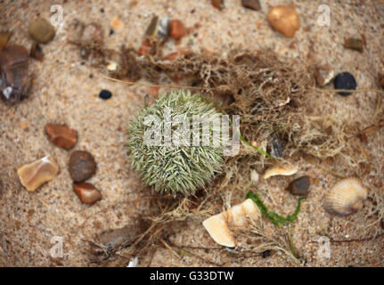 Sea urchin on the sand on the sea shore. Stock Photo