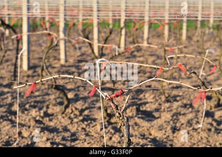 Cutted vineyard in early spring Stock Photo