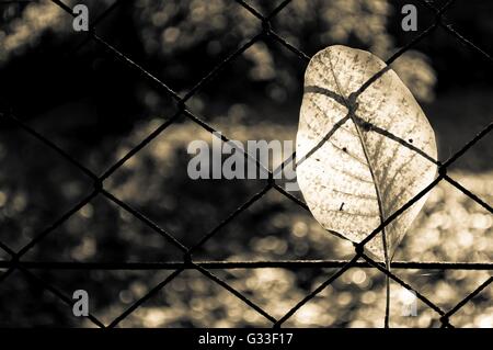 Fallen autumn walnut tree leaf caught on rusty wire mesh fence, detailed macro closeup, solitude concept, gentle bokeh Stock Photo