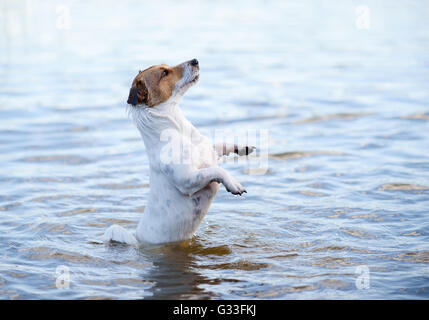 Wet dog jumping in water having fun at summer holidays Stock Photo