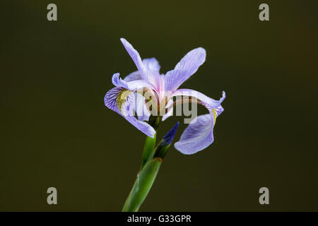 Iris versicolor Flowers isolated on black background in Spring Stock Photo