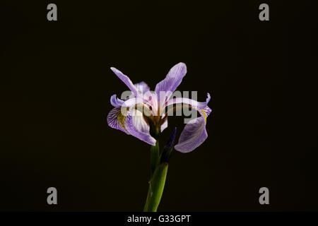 Iris versicolor Flowers isolated on black background in Spring Stock Photo