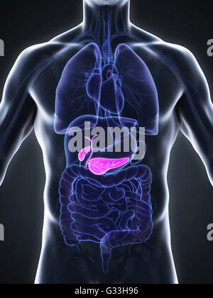Human Gallbladder and Pancreas Anatomy Stock Photo