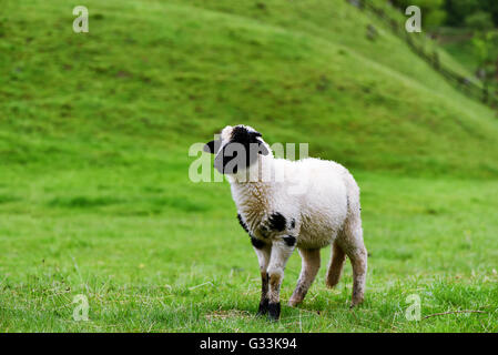Little lamb with black and  white wool on a green field, isolated Stock Photo