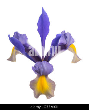 Iris flower isolated on white background Stock Photo