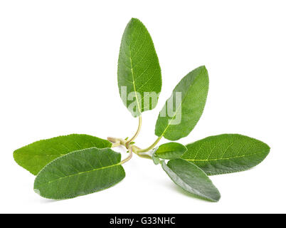 fresh sage isolated on white background Stock Photo