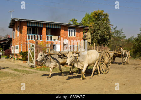 Farmer driving a cart pulled by white humped cattle, Bagan, Mandalay Region, Myanmar Stock Photo