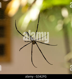 Female golden web spider Nephila pilipes Bali, Lombok , Indonesia Stock Photo