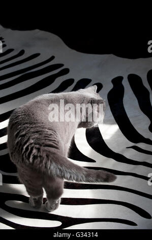 Skulking British Blue cat meanders across Zebra skin rug Stock Photo