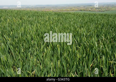 A winter wheat crop, Triticum aestivum, at Zadoks growth stage 32, Feekes 7, Berkshire, April Stock Photo
