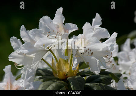 Flowers of Rhododendron 'Cunningham's White' an ornamental garden shrub in spring, Berkshire, May Stock Photo