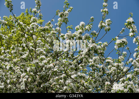 Profuse blossom on a wild crabapple, Malus sylvestris, tree in spring , West Berkshire, May Stock Photo