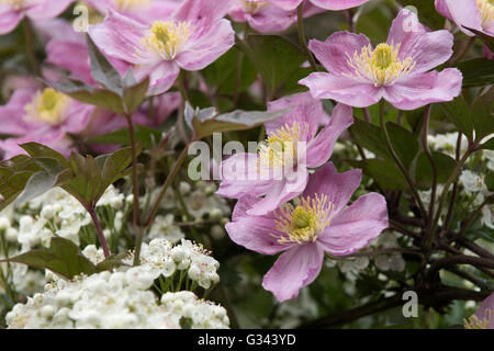 Clematis montana var rubens 'Terarose' flowers intertwined with may blossom on a hawthorn tree, May