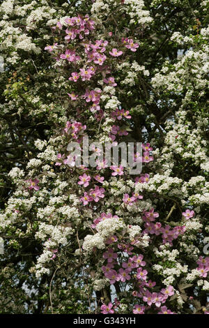 Clematis montana var rubens 'Terarose' flowers intertwined with may blossom on a hawthorn tree, May