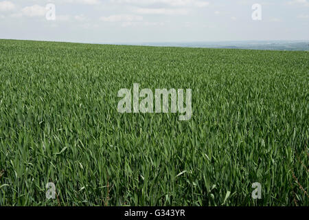 A winter wheat crop, Triticum aestivum, at Zadoks growth stage 45, Feekes 10, ear in boot, Berkshire, May Stock Photo