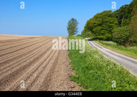 Ridges and furrows of a  potato field by a small tree lined country road in the Yorkshire wolds under a clear blue summer sky. Stock Photo