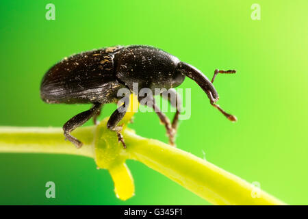 Black Weevil Beetle macro photograph Stock Photo