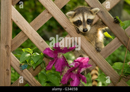 A baby raccoon climbing in the garden Stock Photo