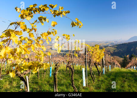 view from the vineyards of Kritzendorf to monastery Klosterneuburg and Vienna, Austria, Niederösterreich, Lower Austria, Donau, Stock Photo