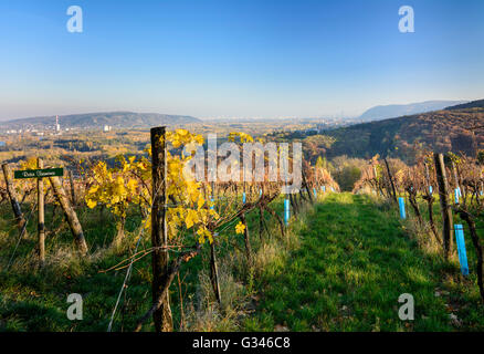 View from the vineyards of Kritzendorf to Korneuburg , to monastery Klosterneuburg and Vienna, Austria, Lower Austria Stock Photo