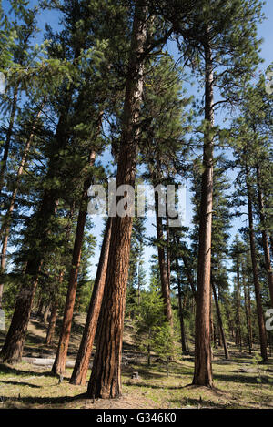 Ponderosa pine forest in Oregon's Ochoco Mountains. Stock Photo