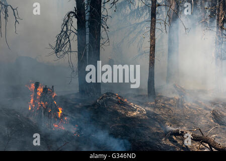 Controlled burn in Oregon's Ochoco Mountains. Stock Photo