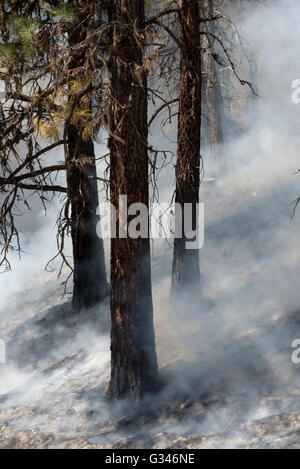 Controlled burn in Oregon's Ochoco Mountains. Stock Photo