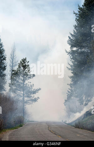 Smoke from a controlled burn obscuring a road in Oregon's Ochoco Mountains. Stock Photo