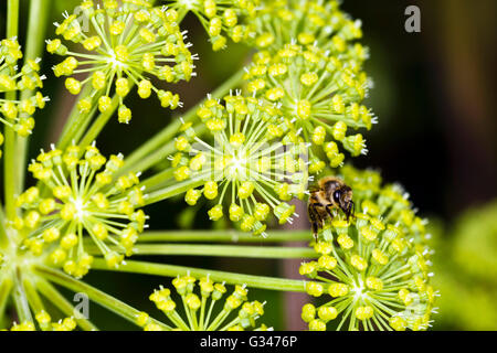 Close-up of Angelica archangelica flower head with bee Stock Photo