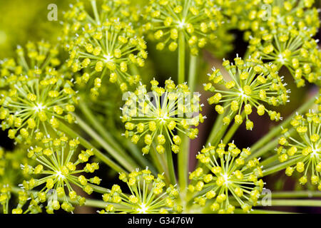 Close-up of Angelica archangelica flower head Stock Photo