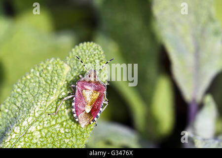 Adult Hairy shieldbug (Dolycoris baccarum) on Sage leaf (Salvia officinalis) Stock Photo
