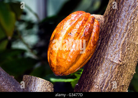 Cocoa pod growing on a tree (Theobroma cacao) Stock Photo