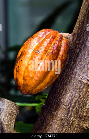 Cocoa pod growing on a tree (Theobroma cacao) Stock Photo