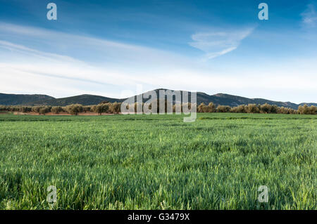 Olive groves and barley fields in an agricultural landscape in La Mancha, Ciudad Real Province, Spain. Stock Photo