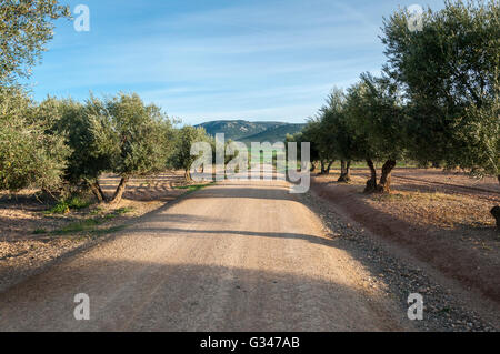 Dirt road between olive groves in an agricultural landscape in La Mancha, Ciudad Real Province, Spain. Stock Photo