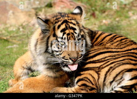 Young female Sumatran tiger cub (Panthera tigris sumatrae) sticking out her tongue, intense eyes